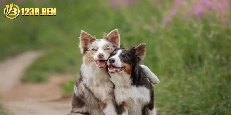 Giải mã từng tình huống trong giấc mơ thấy chó